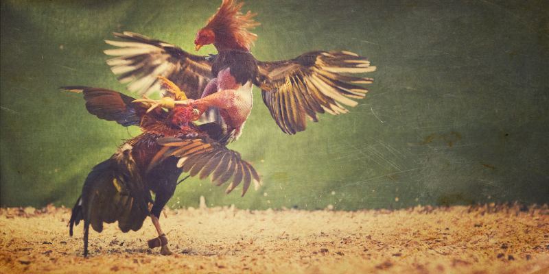 Sơ nét về đá gà xin88