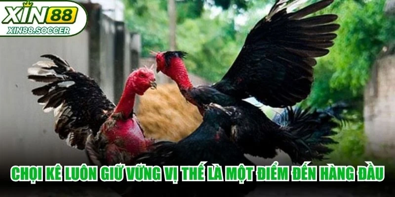 Chọi kê luôn giữ vững vị thế là một trong các điểm đến hàng đầu