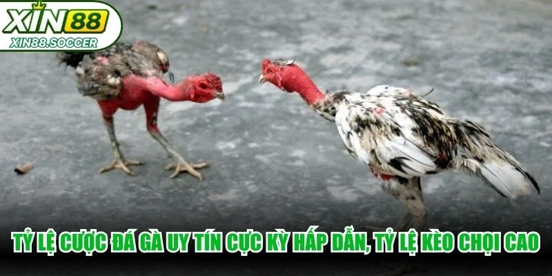 Tỷ lệ cược đá gà uy tín cực kỳ hấp dẫn, tỷ lệ kèo chọi rất cao